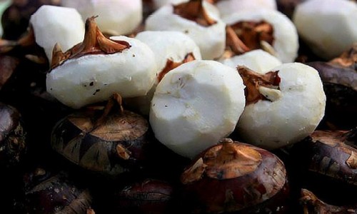 球蟒有牙齿吗-6个月球蟒多长网-分享球蟒能多重，球蟒有牙齿吗知识库