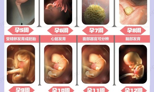6个月球蟒多长网-分享球蟒能多重，球蟒有牙齿吗知识库